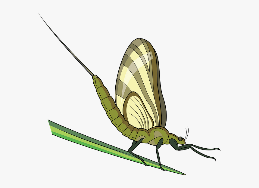 Net-winged Insects, HD Png Download