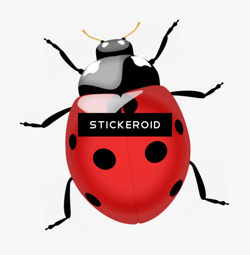 Termite Bugs Insects - Coccinella Png, Transparent Png