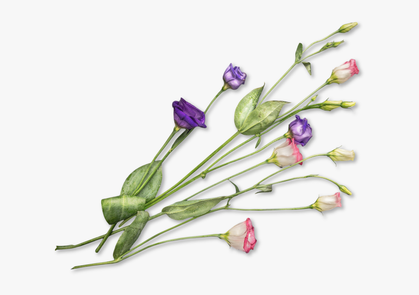 Designdough Forbesfield Flowers - Field Flower Png, Transparent Png