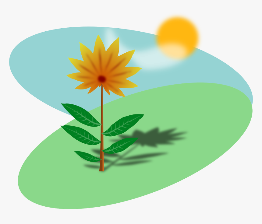 Sunny Field With A Flower - Plants With Sunlight Clipart, HD Png Download
