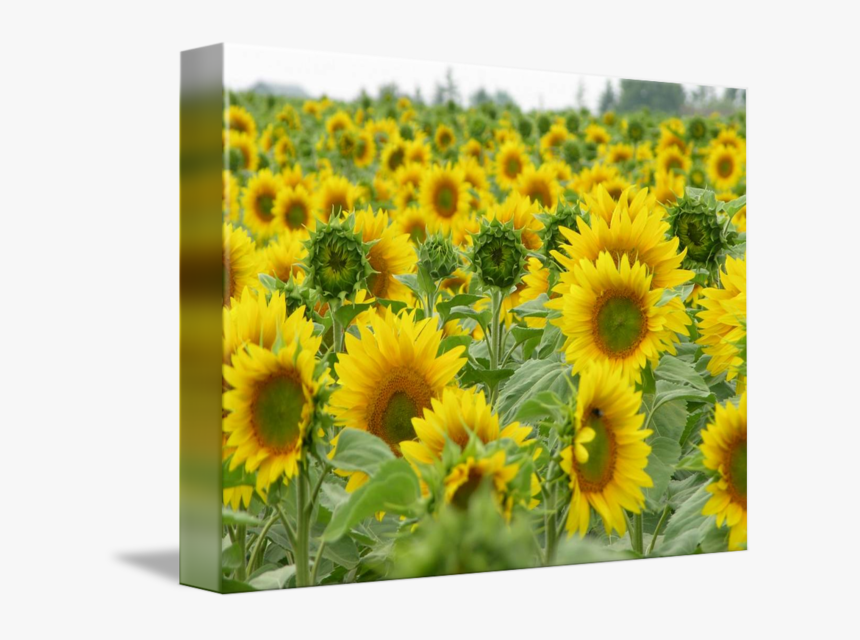 Sunflowers Png Field - Sunflower, Transparent Png
