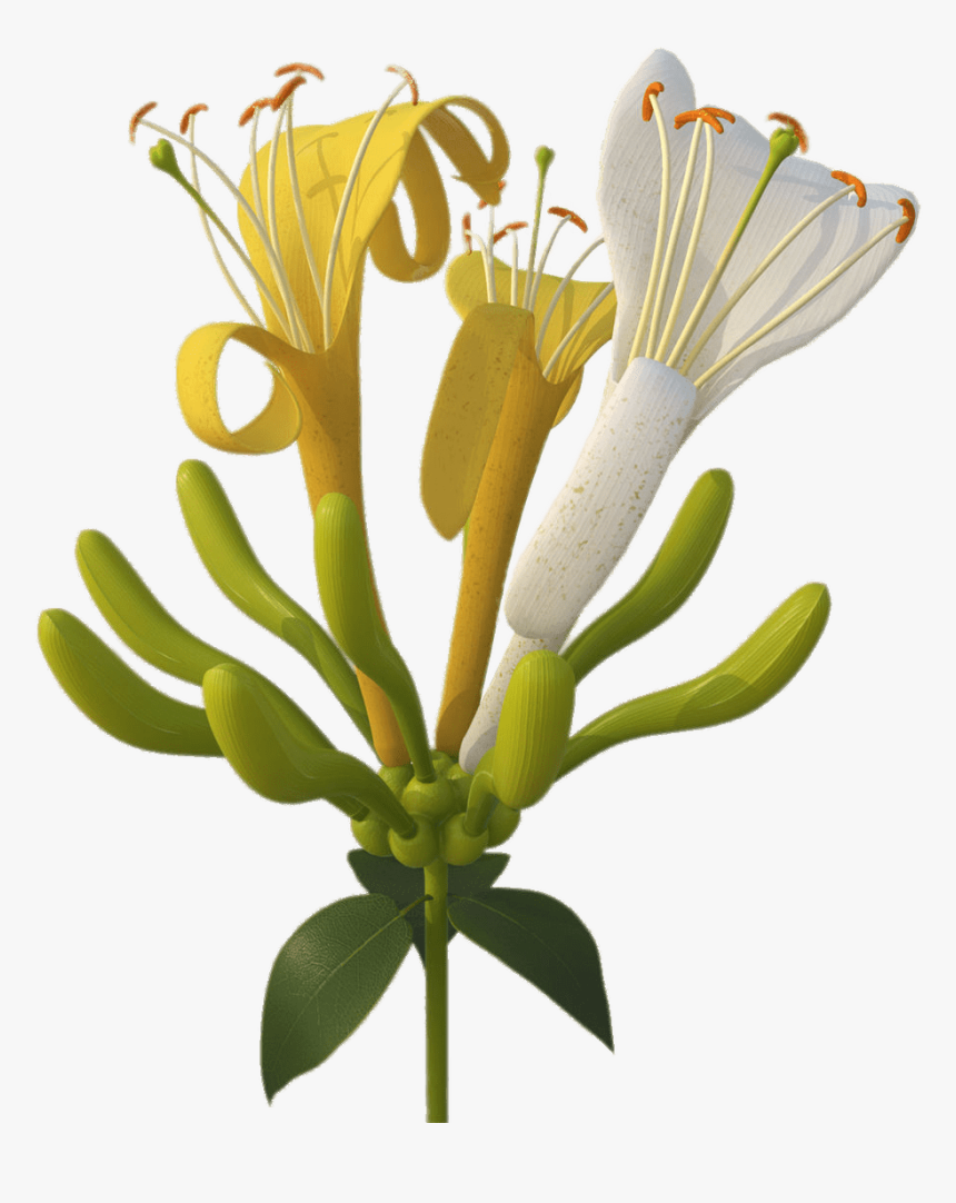 Fire-lily - Honeysuckle Png, Transparent Png