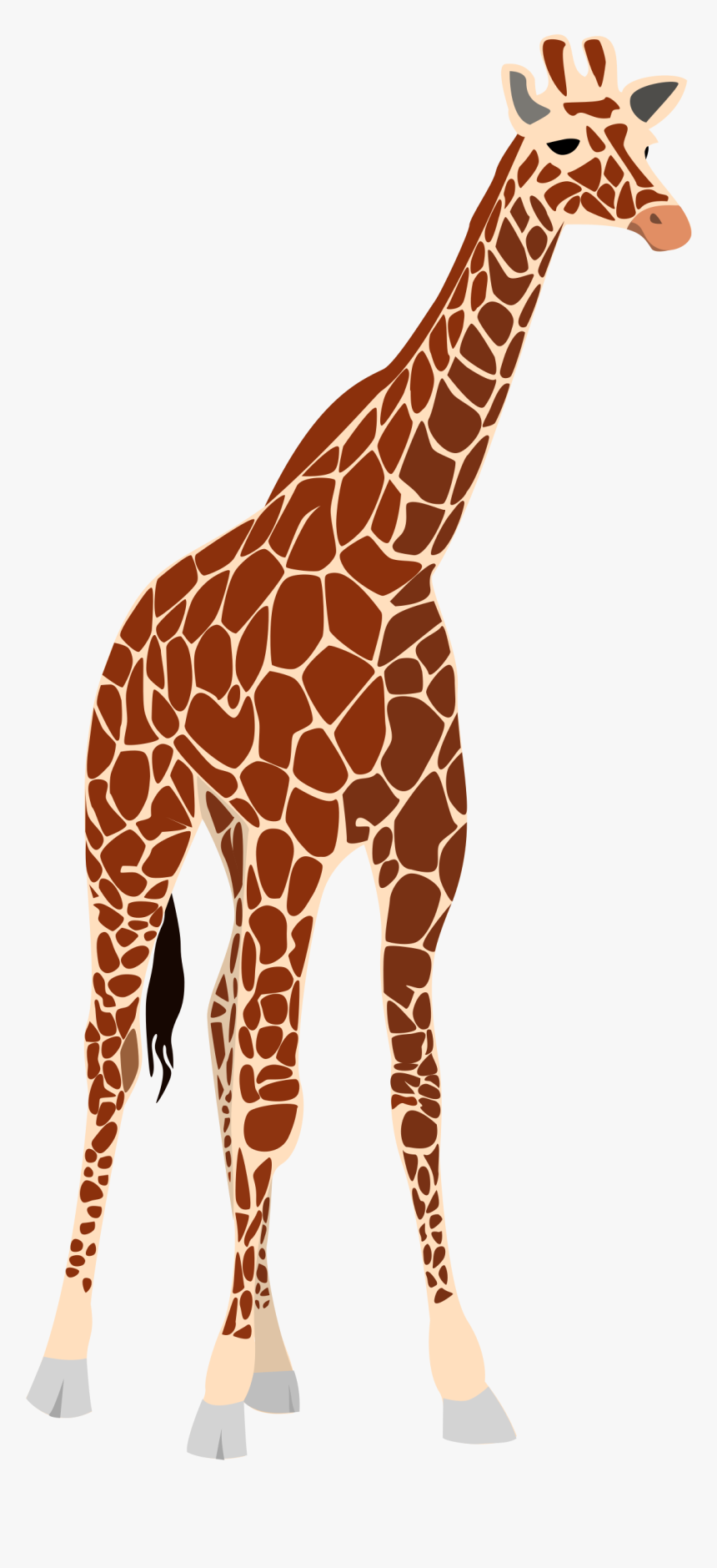 Transparent Giraffe Face Clipart - Tall And Short Comparison, HD Png Download