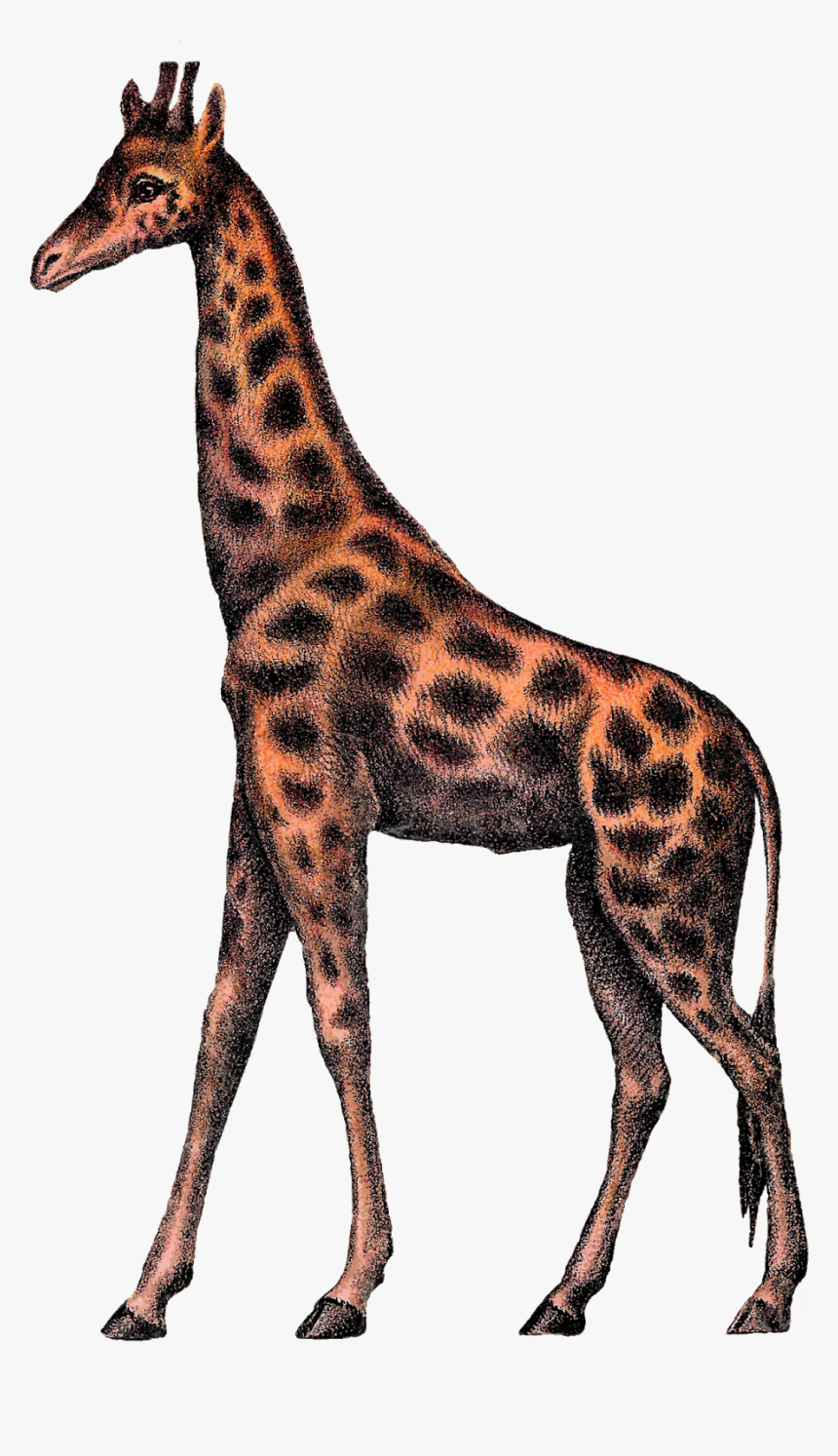 Digital Giraffe Clipart Image Vintage Animal Circus - Vintage Animal Illustration Png, Transparent Png