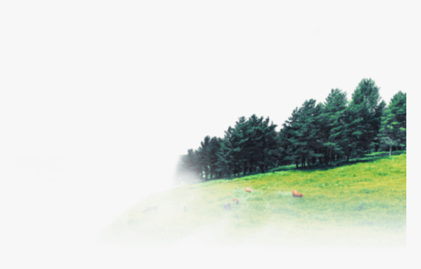 Larch, HD Png Download