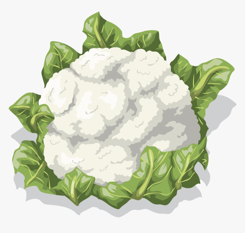 Cauliflower Vector Png, Transparent Png