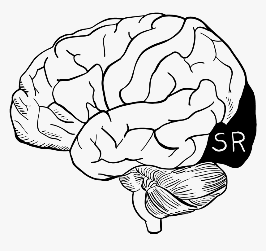 Transparent Brain Drawing Png - Cabbage, Png Download