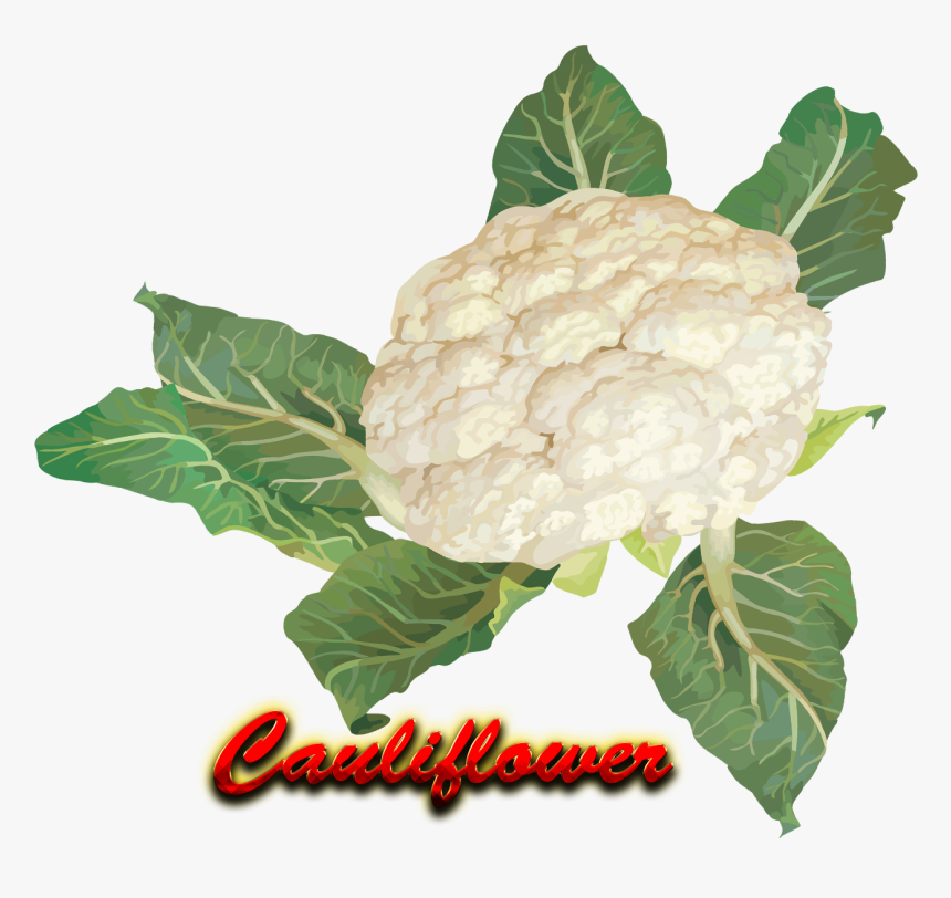 Cauliflower Png Hd - Cauliflower, Transparent Png