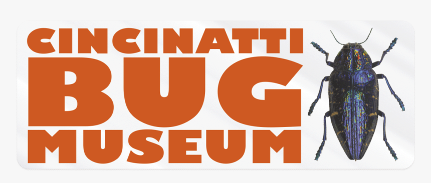 Net-winged Insects, HD Png Download