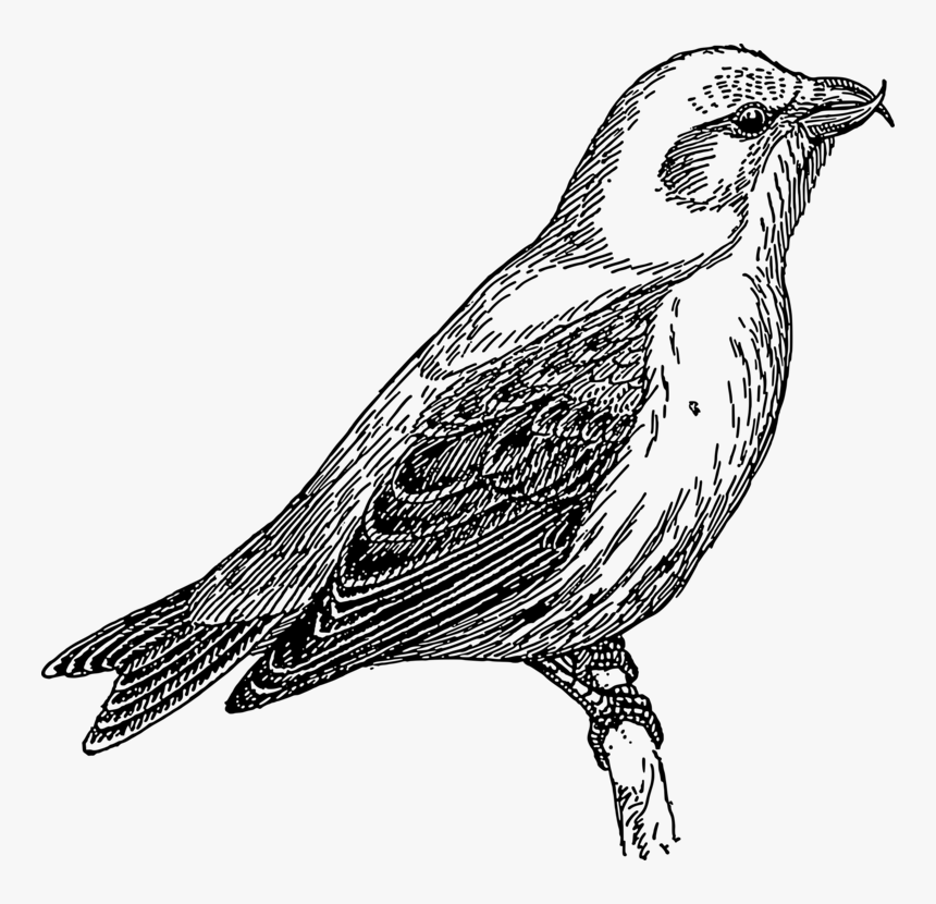 Cuckoo Clipart Black And White, HD Png Download