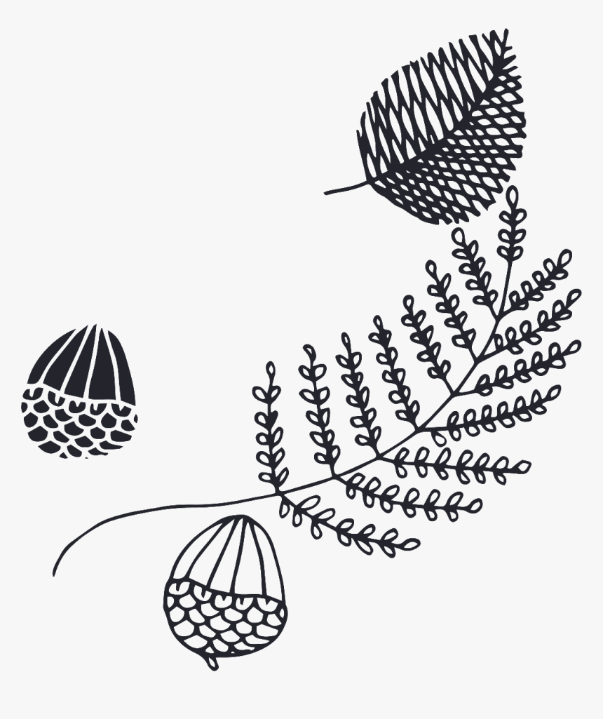 Various Types Of Leaves Cartoon Transparent - Drawing, HD Png Download