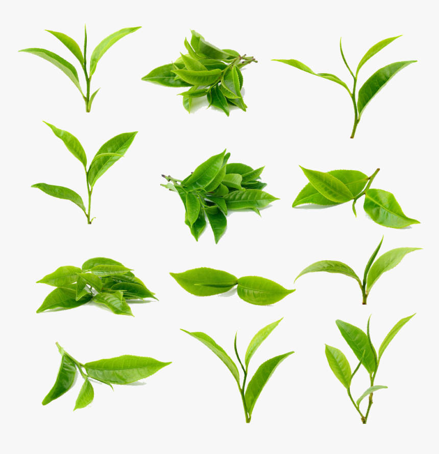 Tea Green Matcha Black Download Free Image Clipart - Green Tea Leaf Png, Transparent Png