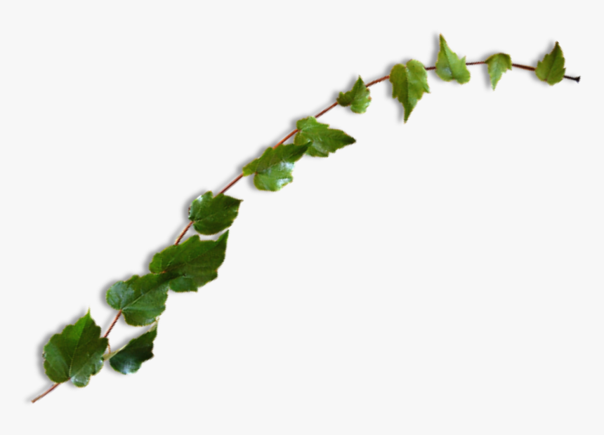 #vine #leaves #plant #green #ivy #freetoedit - Leaves Transparent Instagram, HD Png Download