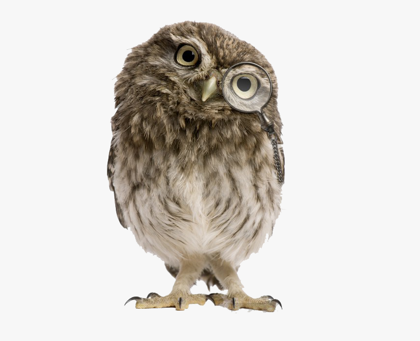 Owls Png Free Images - Athene Noctua, Transparent Png