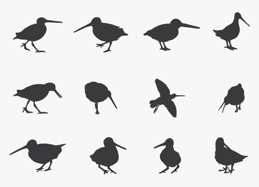 Snipe Bird Png Silhouette, Transparent Png