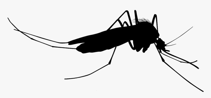Mosquito Clipart Silhouette - Mosquito Vector, HD Png Download