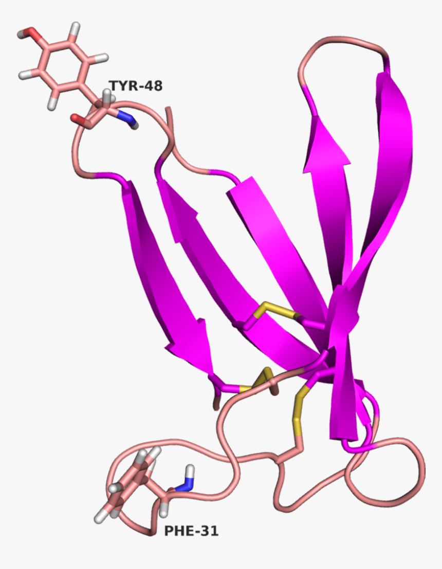 Purple Arrows Show Β-sheets, Lines In Light Red Indicate, HD Png Download