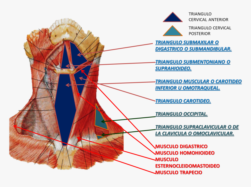 Extrinsic Laryngeal Muscles View, HD Png Download