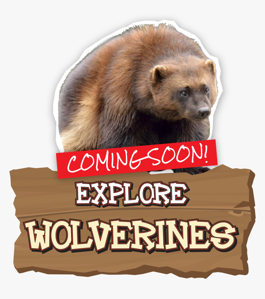 Punxsutawney Phil, HD Png Download