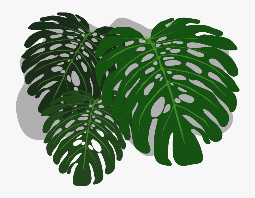 Clip Art Monstera Wallpaper - Transparent Background Philodendron Leaves, HD Png Download