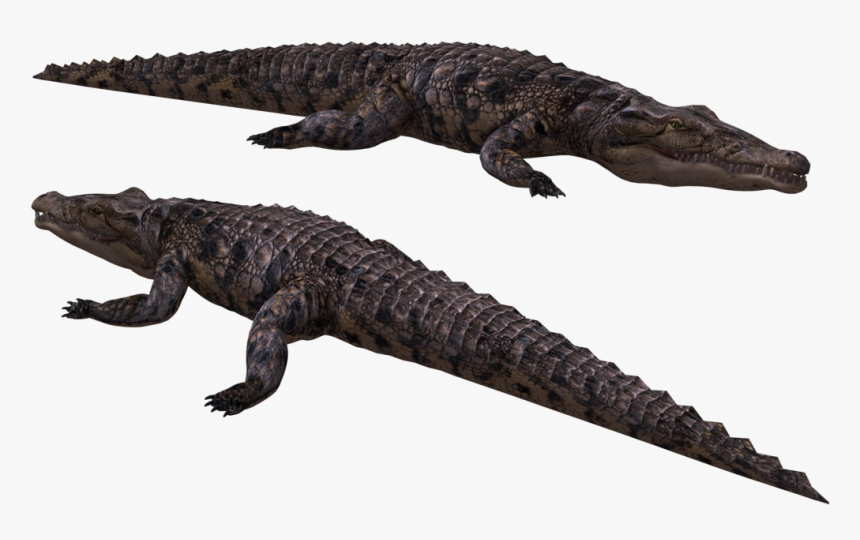 Crocodile Free Png Transparent Background Images Free - Cá Sấu Sông Nin, Png Download