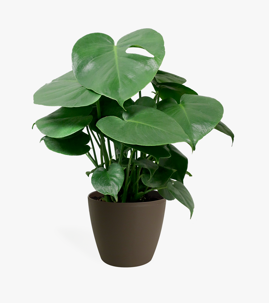 Small Monstera Plant Care, HD Png Download
