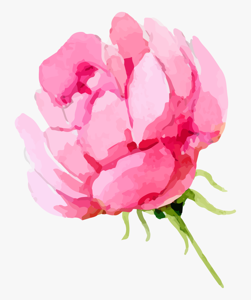 Watercolor Peonies Png Watercolor Roses Png Transparent Png