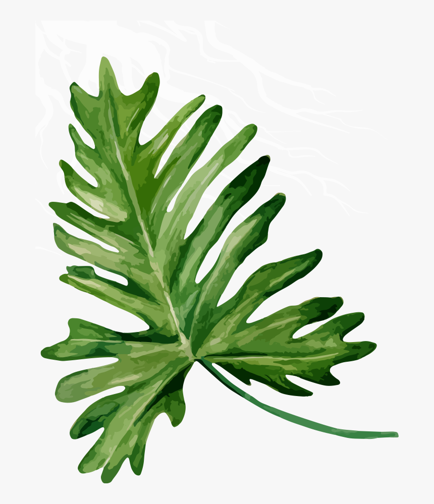 Bandinist Floppy Bow Headband-tropical Mix Clipart - Gambel Oak, HD Png Download