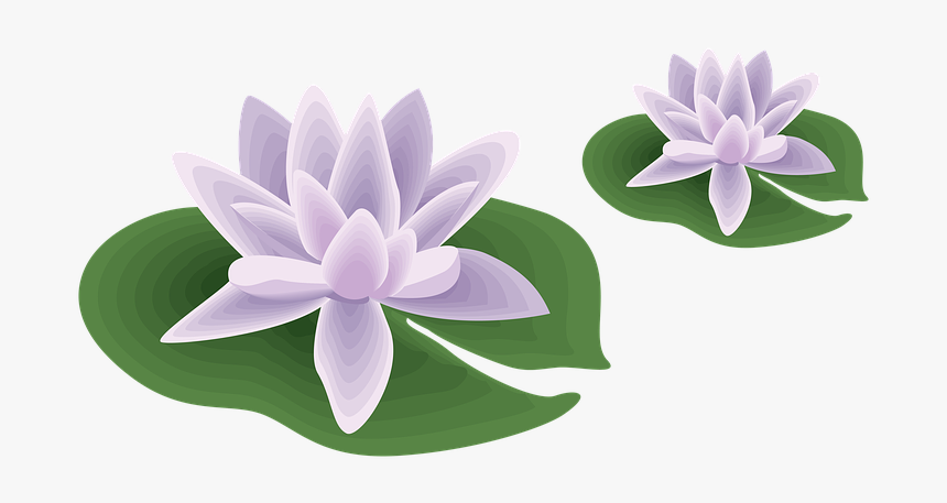 Flower, Pool, Water, Natural, Outdoor, Garden, Plant - Well Designed Document Example, HD Png Download