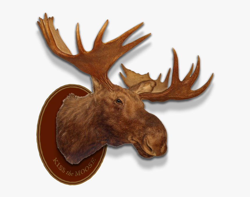 Left Header Flourish Right Header Flourish Moose Head - Moose Head Trophy Png, Transparent Png
