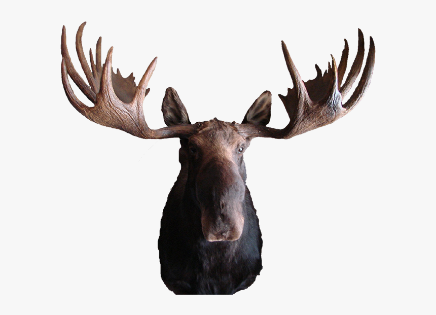 Moose Mount - Transparent Moose, HD Png Download