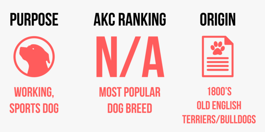 American Pit Bull Terrier - Circle, HD Png Download