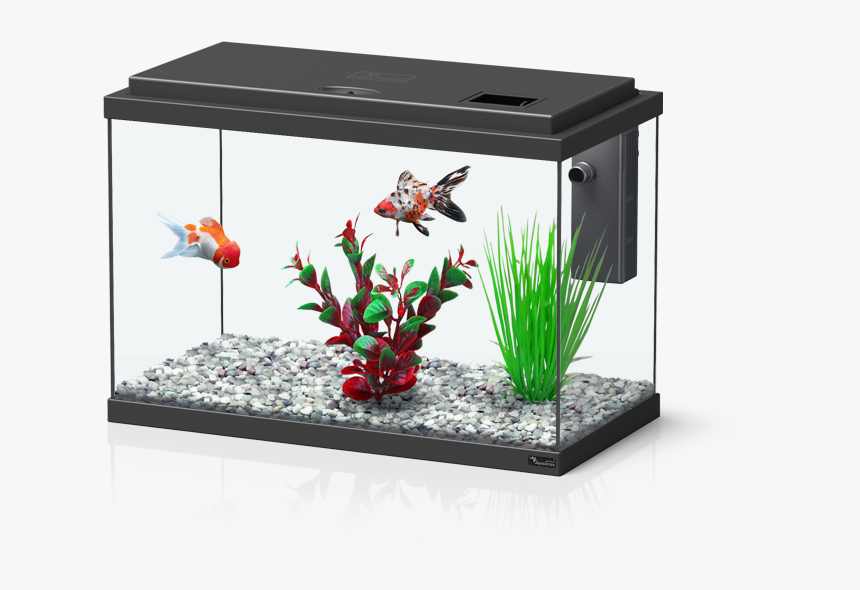 Transparent Aquarium Png - Aquatlantis Funny Fish 35, Png Download