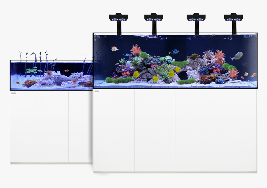 Transparent Aquarium Clipart - Waterbox Aquariums, HD Png Download