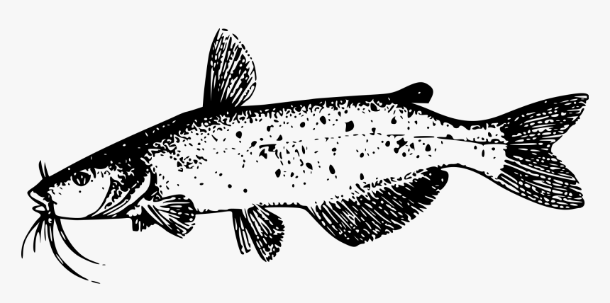 Cat Fish Black And White, HD Png Download