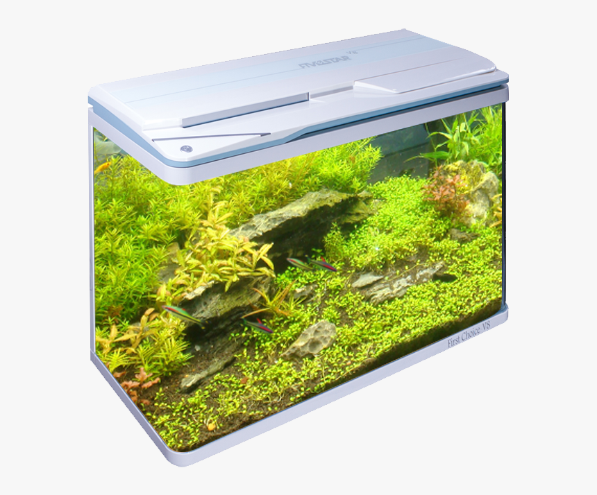 Aquarium, HD Png Download