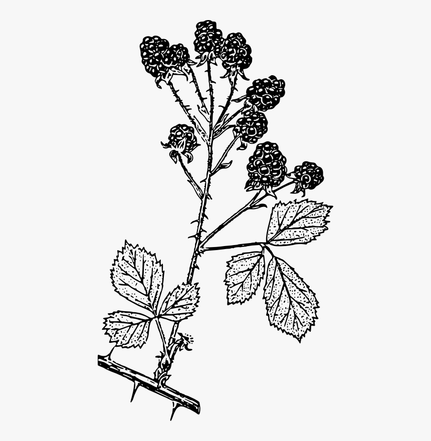 Blackberries - Blackberry Shrub Black And White, HD Png Download