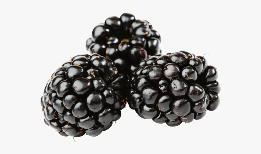 توت العليق الاسود, HD Png Download