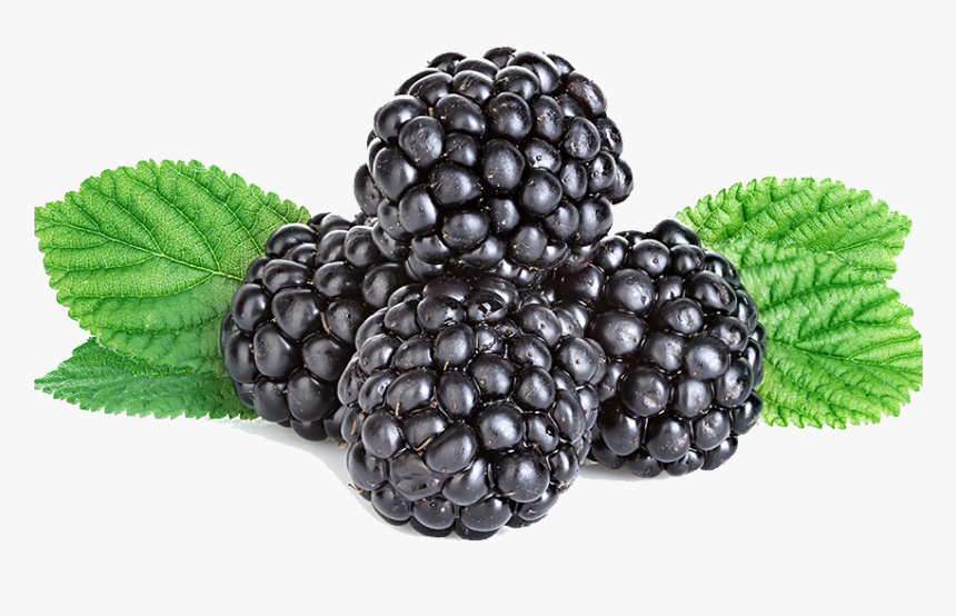 Boysenberry , Png Download - Blackberry Png, Transparent Png