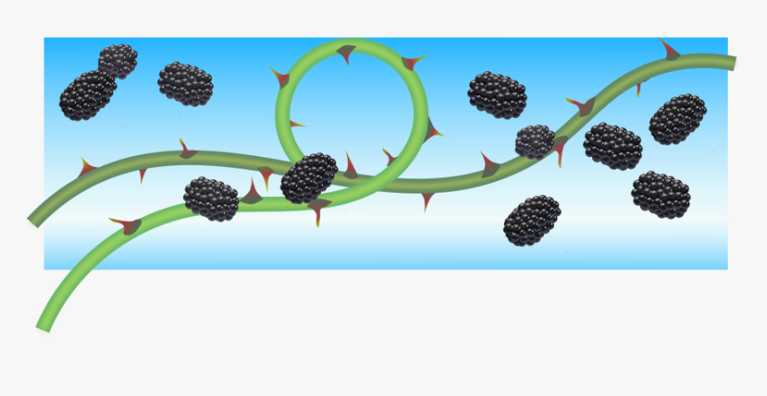 Blackberry, HD Png Download