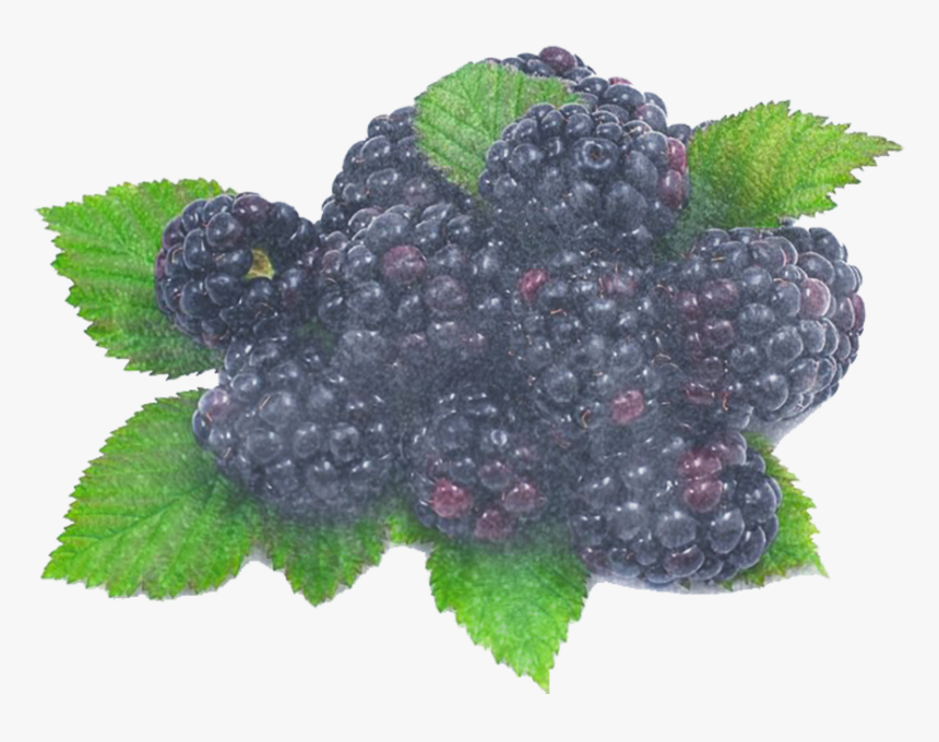Blackberry Png, Transparent Png