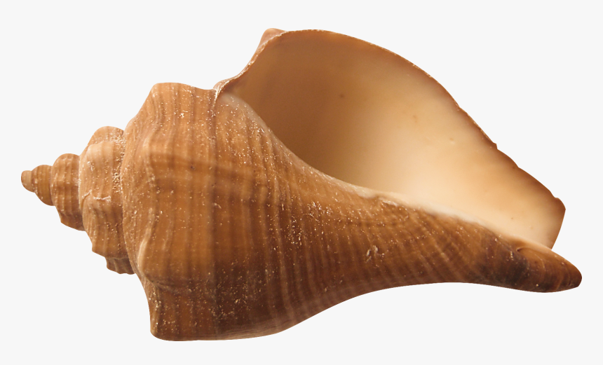 conch png picture shankh image png transparent png transparent png image pngitem conch png picture shankh image png
