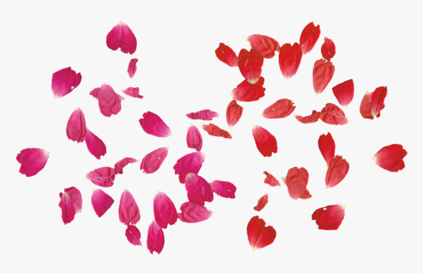 Red Rose Clipart Leaf Png - Transparent Rose Leaf Png, Png Download