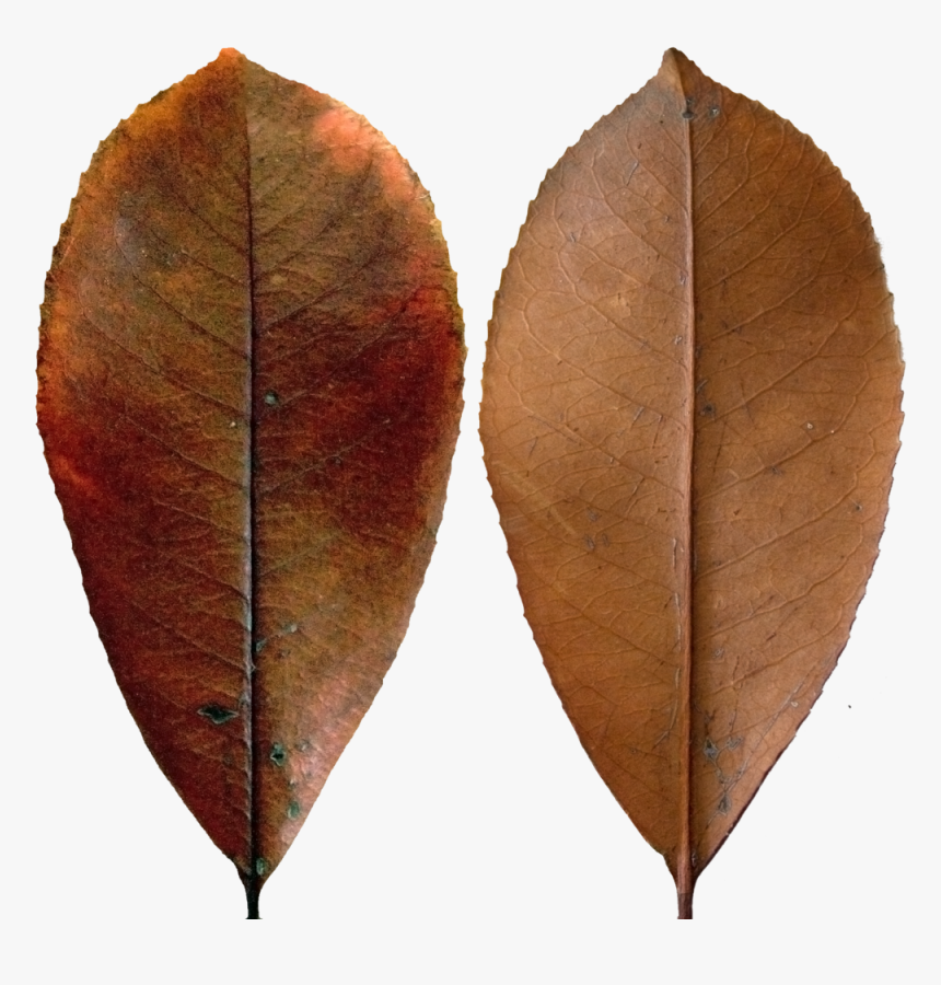 Dark Red Leaf - Dark Leaf Png, Transparent Png