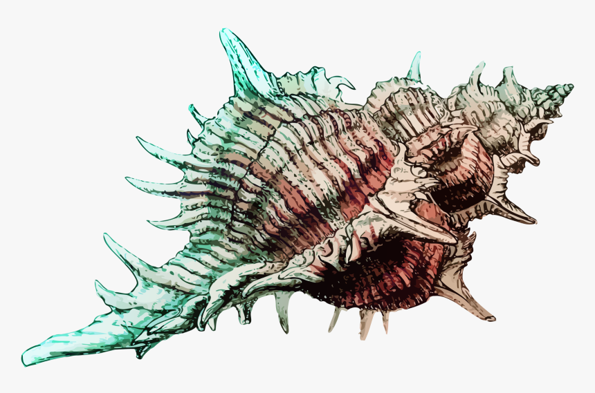 Transparent Conch Png - Conch, Png Download