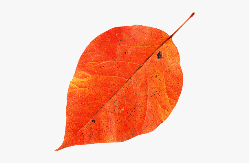Красный Лист, Осенний Лист, Red Leaf, Autumn Leaf, - Autumn, HD Png Download