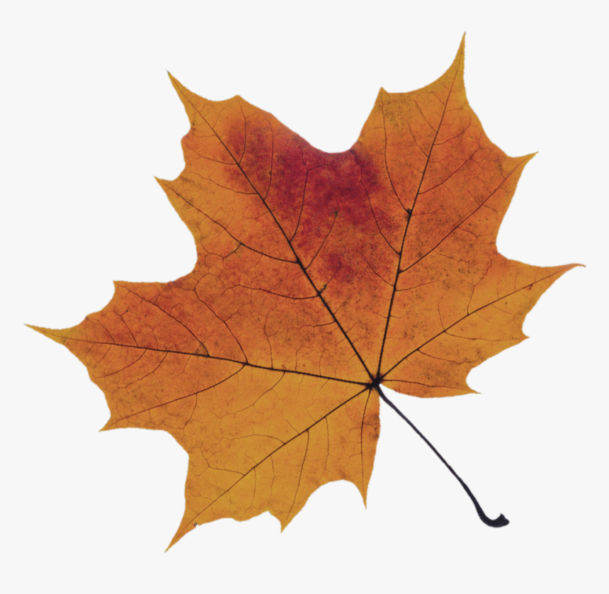 Orange-leaf - Sugar Maple Leaf Transparent Background Red, HD Png Download