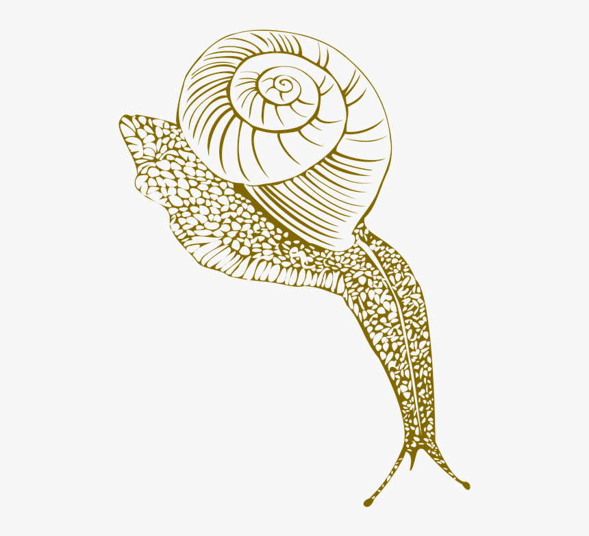 Snail, Conch Shell, Moist, Corner - Portable Network Graphics, HD Png Download
