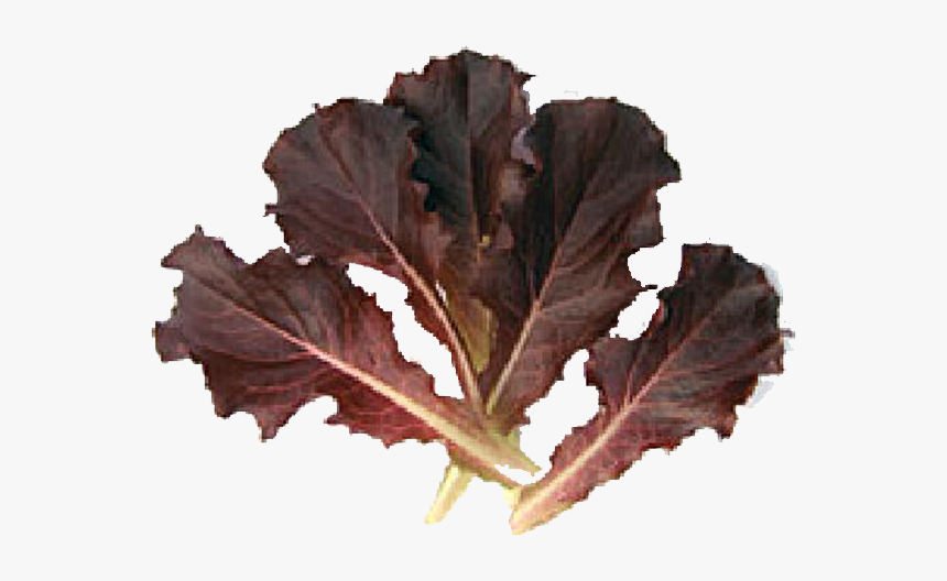 Red Batavia Baby Leaf - Mustard Greens, HD Png Download