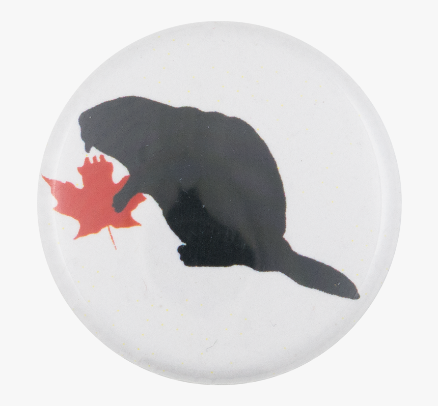 Beaver With Red Leaf Beavers Button Museum - Garibaldi (fish), HD Png Download